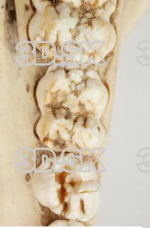 Skull Boar - Sus scrofa 0102